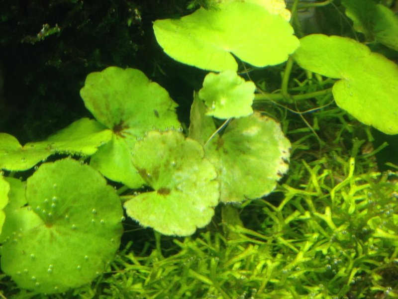 Гидрокотила белоголовая (Hydrocotyle leucocephala)