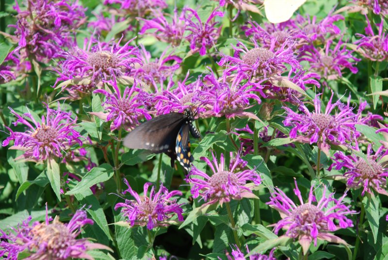 Monarda fistulosa
