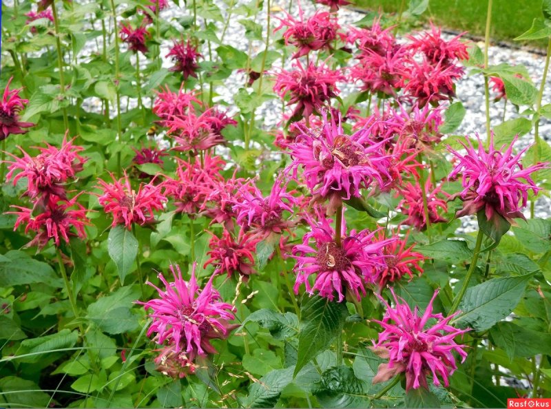 Монарда дудчатая (Monarda fistulosa l.)