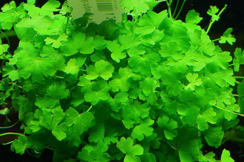 Гидрокотила трипартита Hydrocotyle