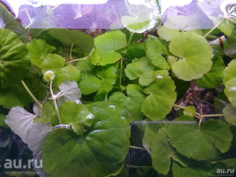 Щитолистник белоголовый (Hydrocotyle leucocephala)