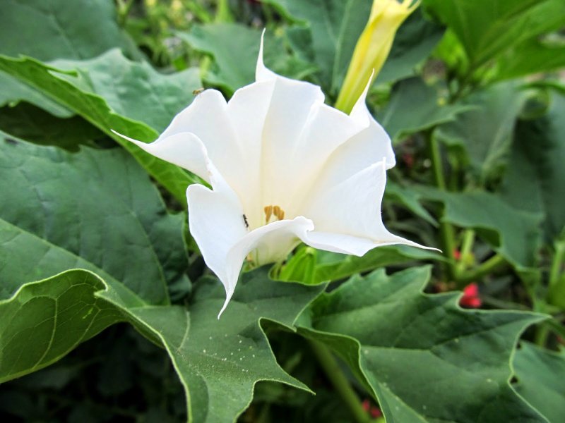 Дурман индейский (Datura innoxia Mill.)
