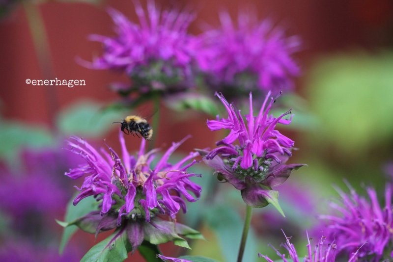 Монарда дудчатая (Monarda fistulosa l.)
