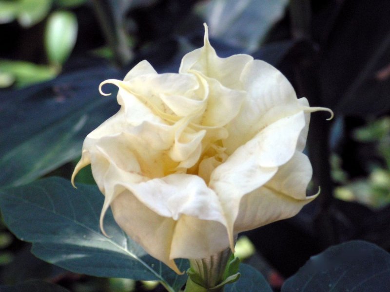Datura Metel Yellow