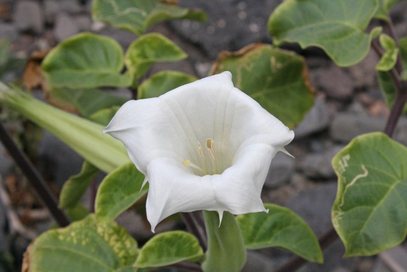 Дурмана индейского (Datura inoxia