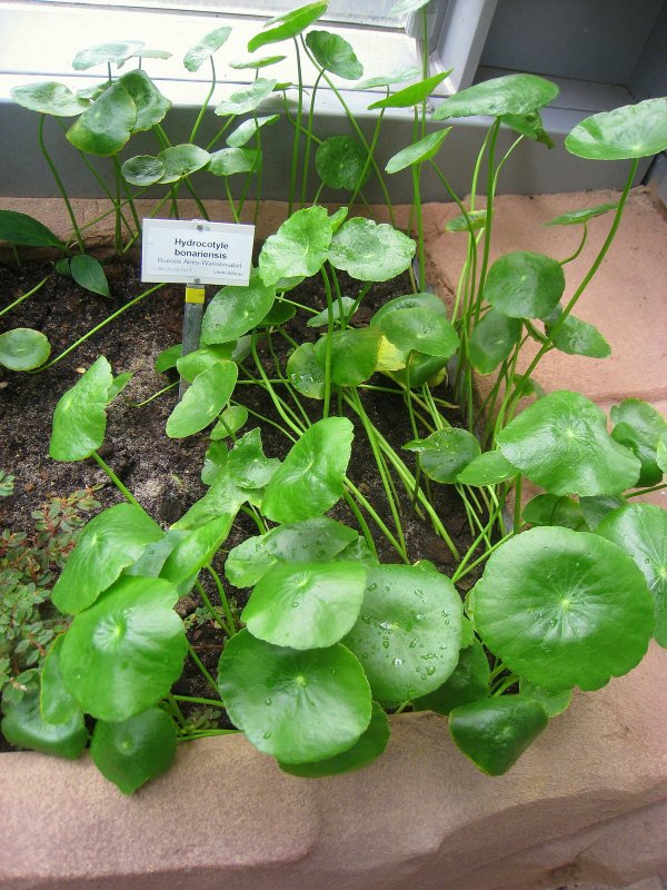 Hydrocotyle (центелла азиатская)