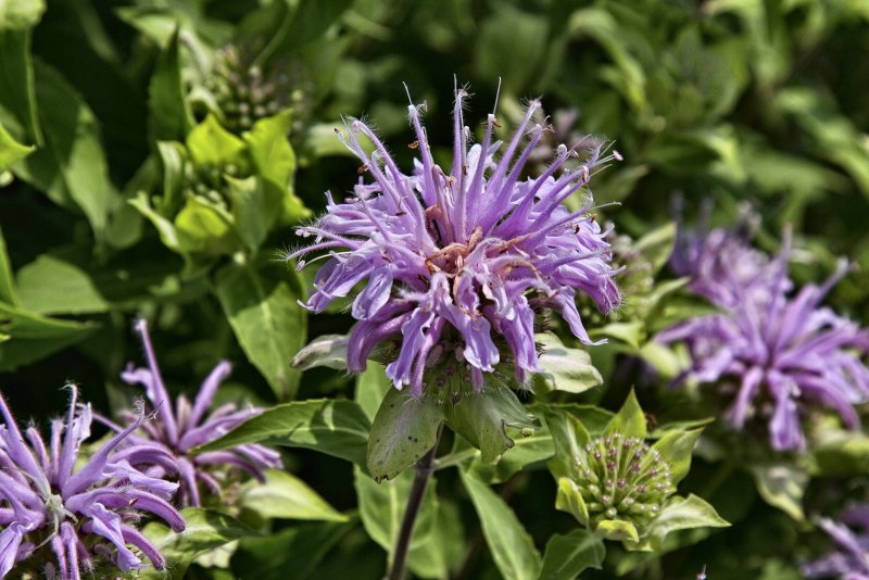 Монарда дудчатая Monarda fistulosa