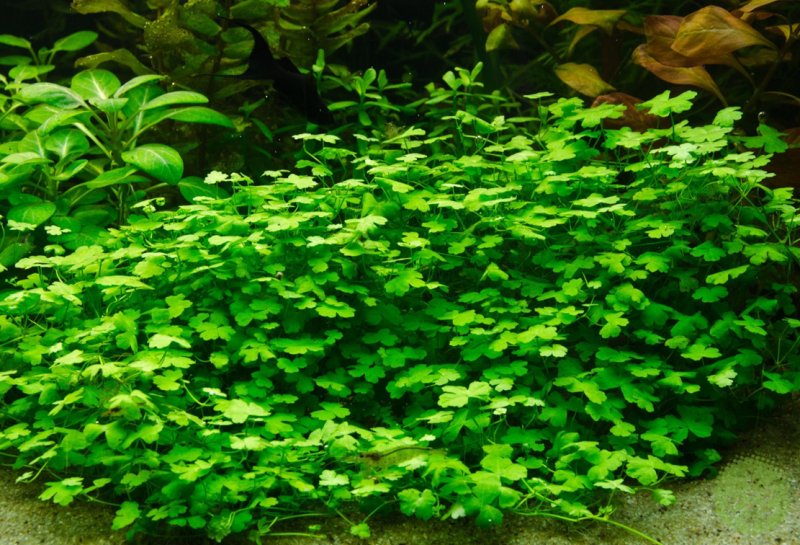Гидрокотила трипартита Hydrocotyle