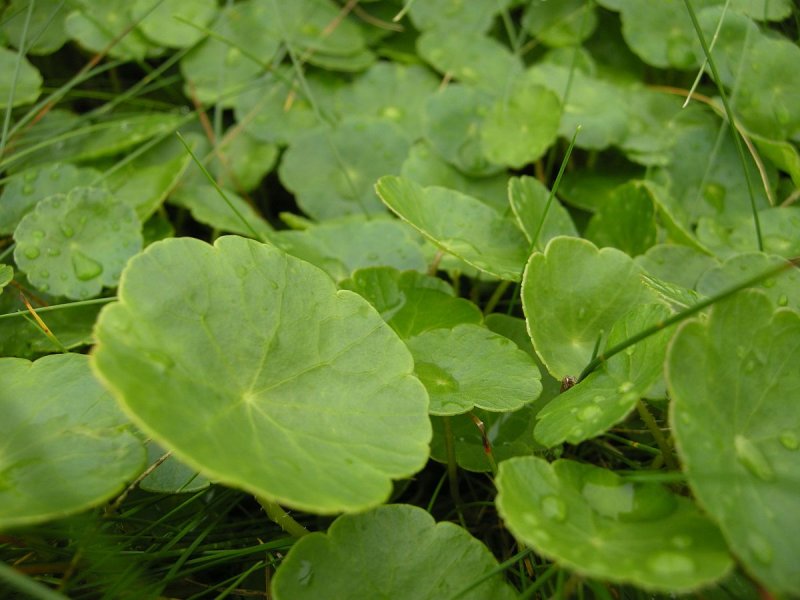 Hydrocotyle vulgaris