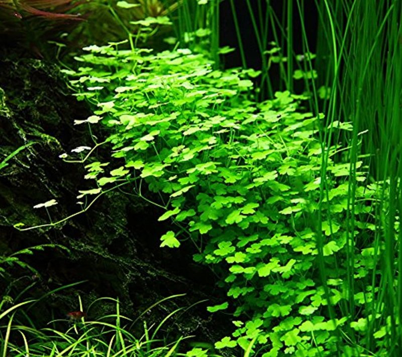 Гидрокотила белоголовая (Hydrocotyle leucocephala)