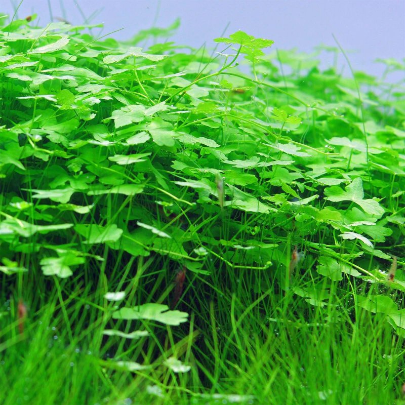Гидрокотила трипартита (Hydrocotyle tripartita)