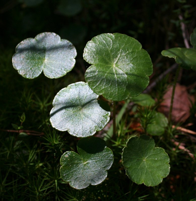 Hydrocotyle vulgaris
