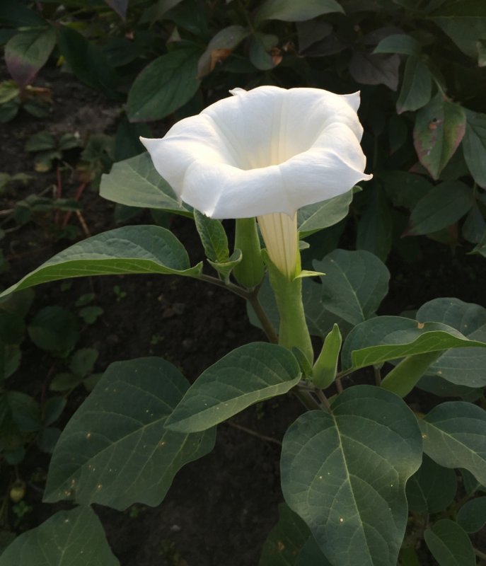 Datura innoxia