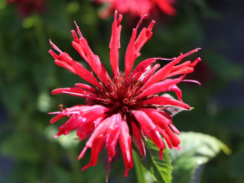 Monarda bradburiana