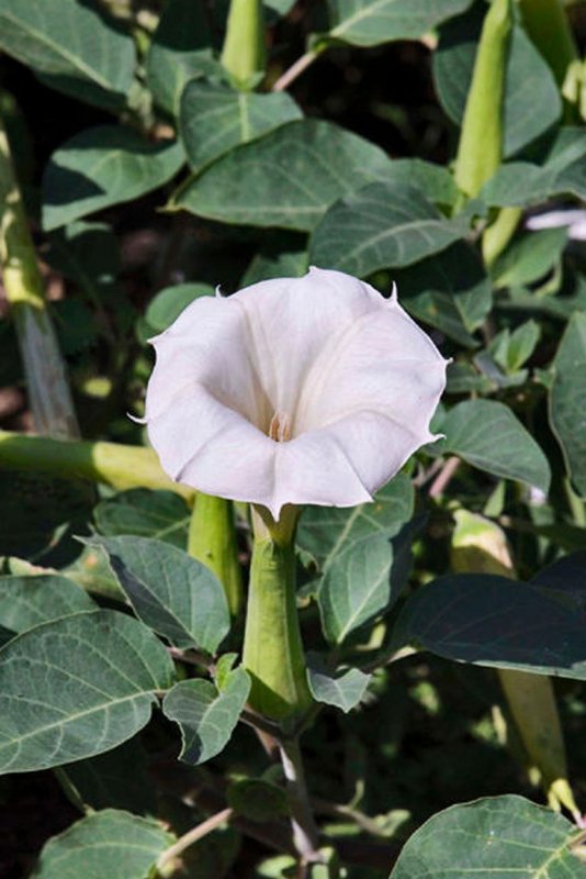Дурман индейский (Datura innoxia Mill.)