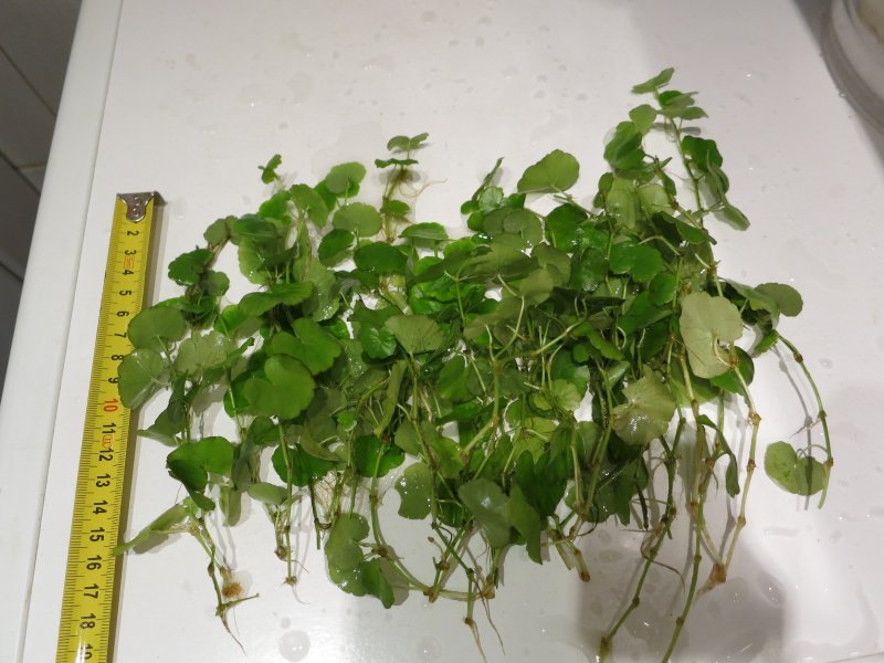 Hydrocotyle leucocephala variegata
