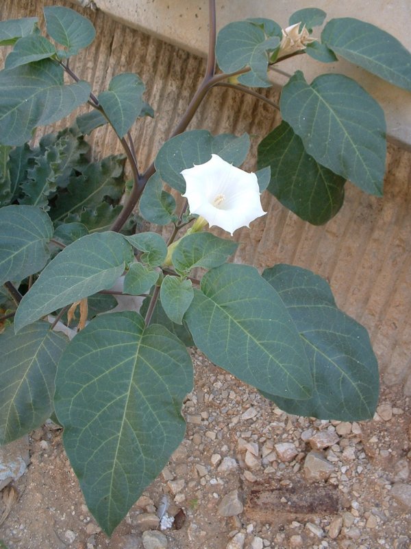 Дурман индейский (Datura innoxia Mill.)