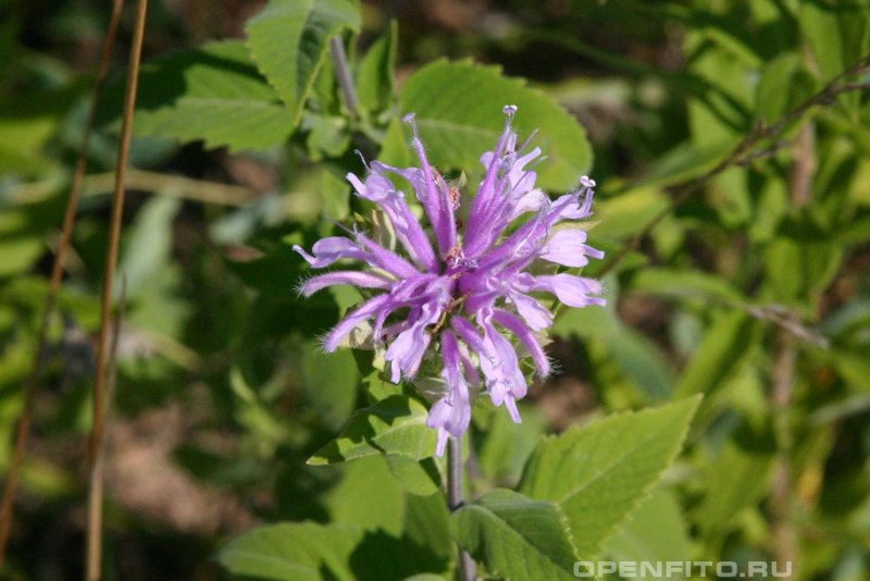 Монарда дудчатая (Monarda fistulosa l.)