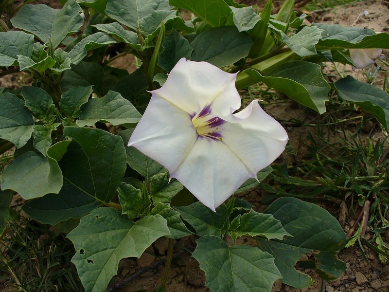 Дурман индийский Datura Metel