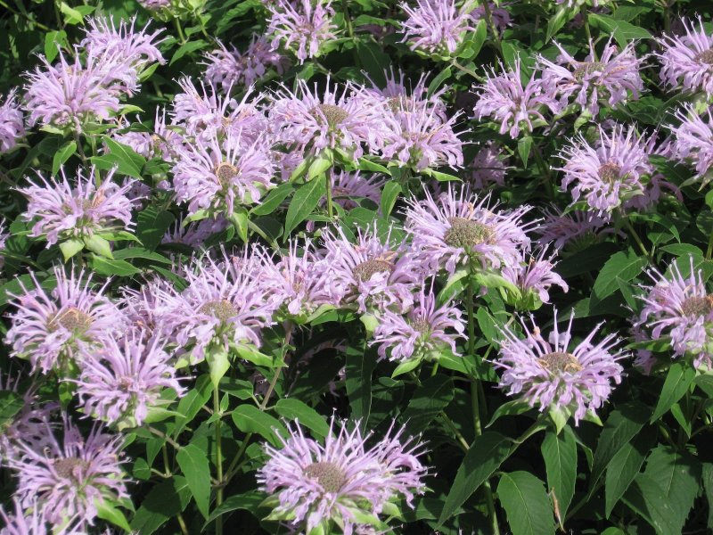 Монарда дудчатая Monarda fistulosa