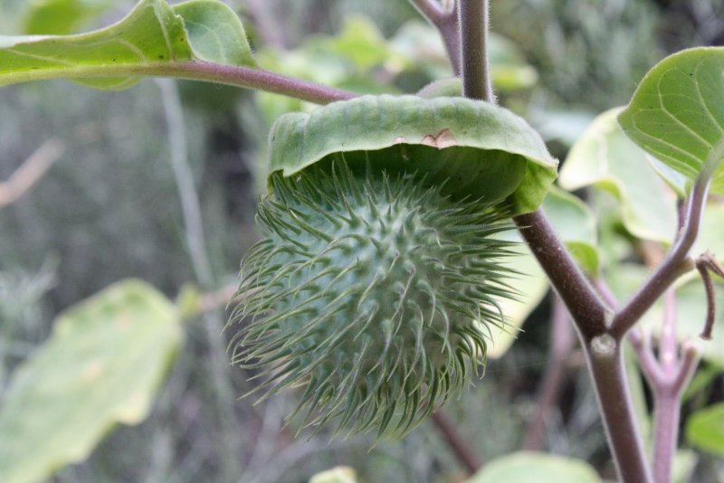 Datura innoxia корень