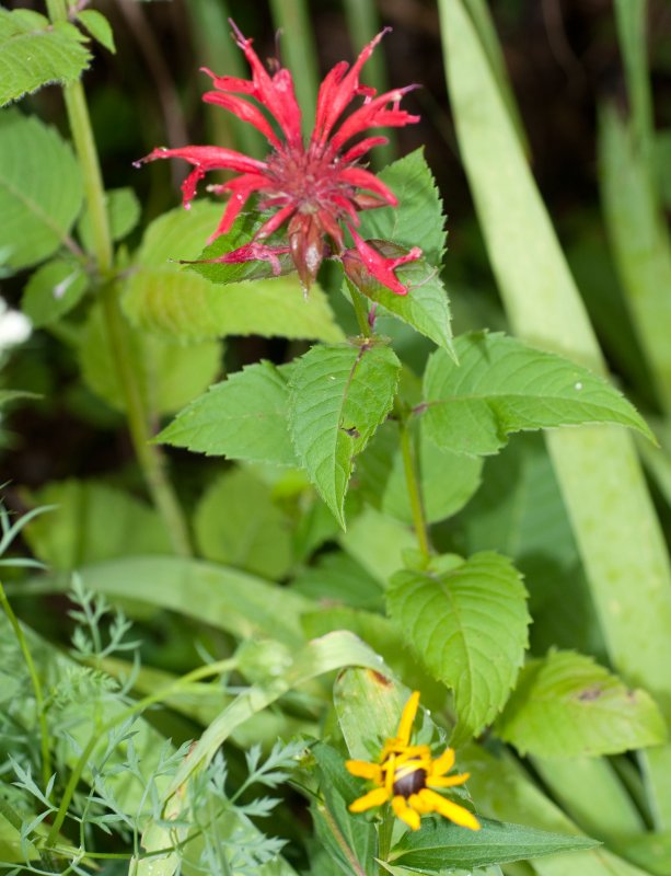 Monarda 'Fireball'