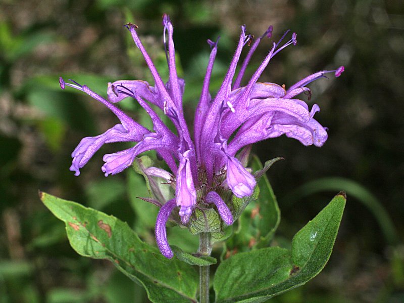 Monarda fistulosa