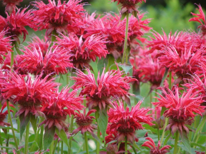 Monarda Didyma