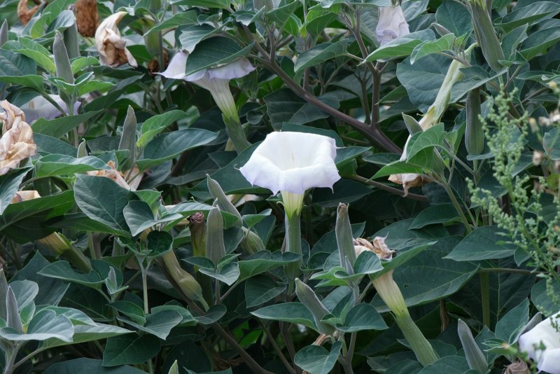 Datura innoxia