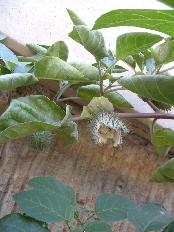 Datura innoxia
