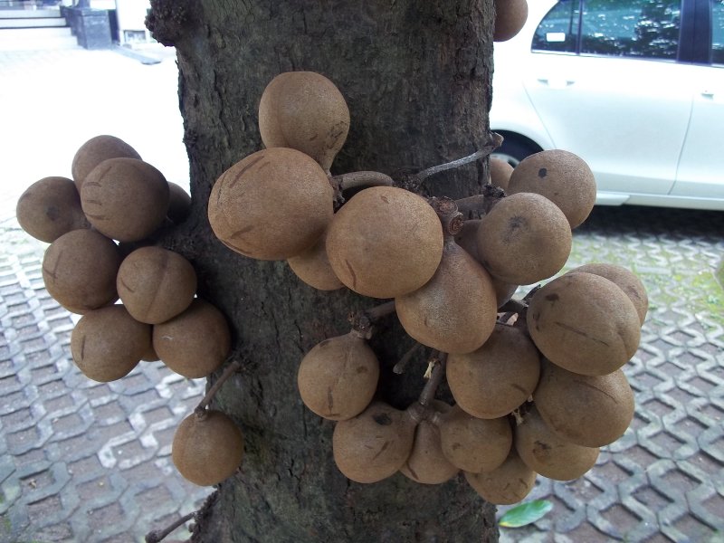 Кепель (лат. Stelechocarpus burahol)