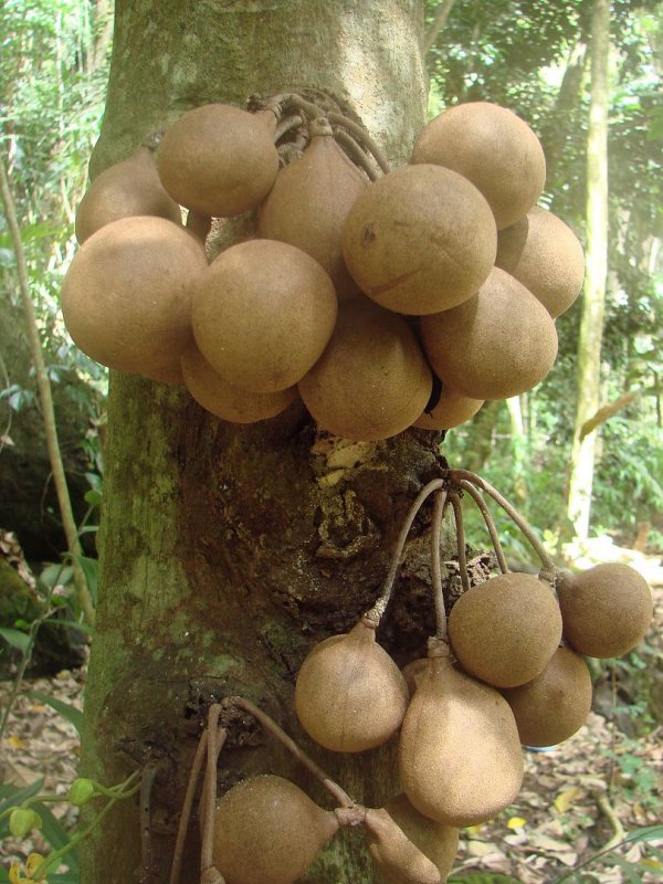 Stelechocarpus burahol