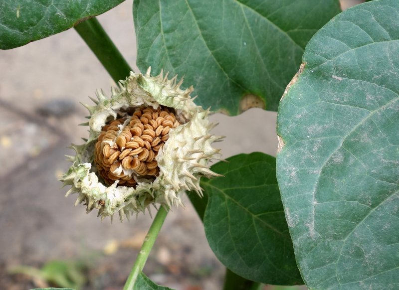 Плоды и семена дурман индийский-Datura innoxia Mill.