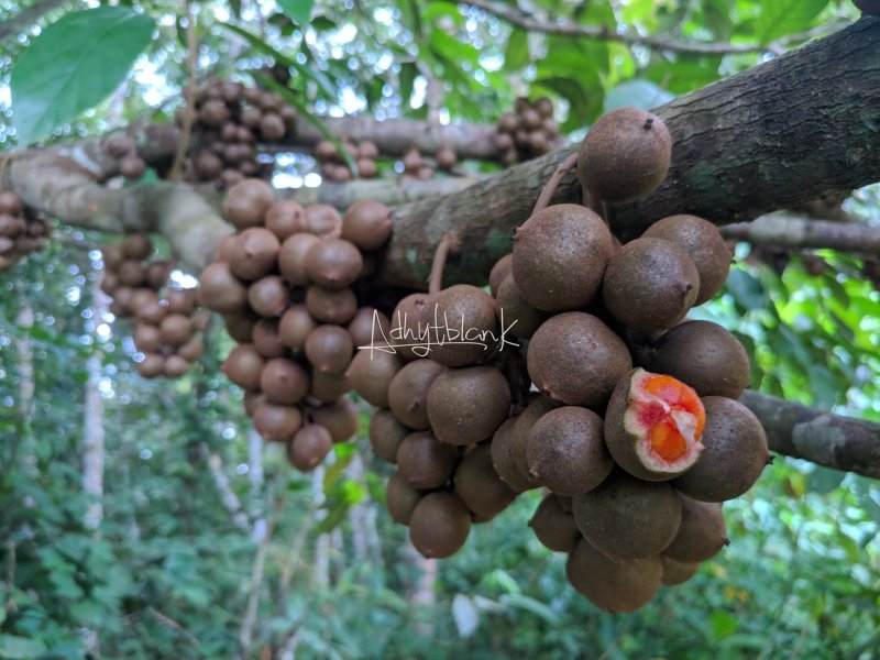 Baccaurea polyneura