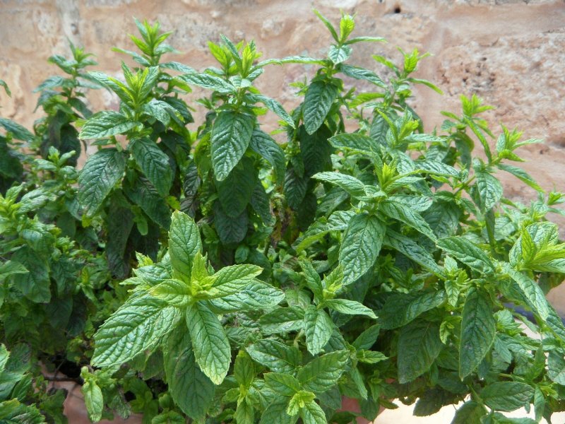 Mentha nigra