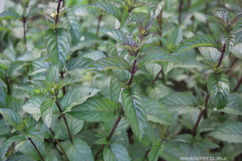 Мята перечная (Mentha piperita `Chocolate`)