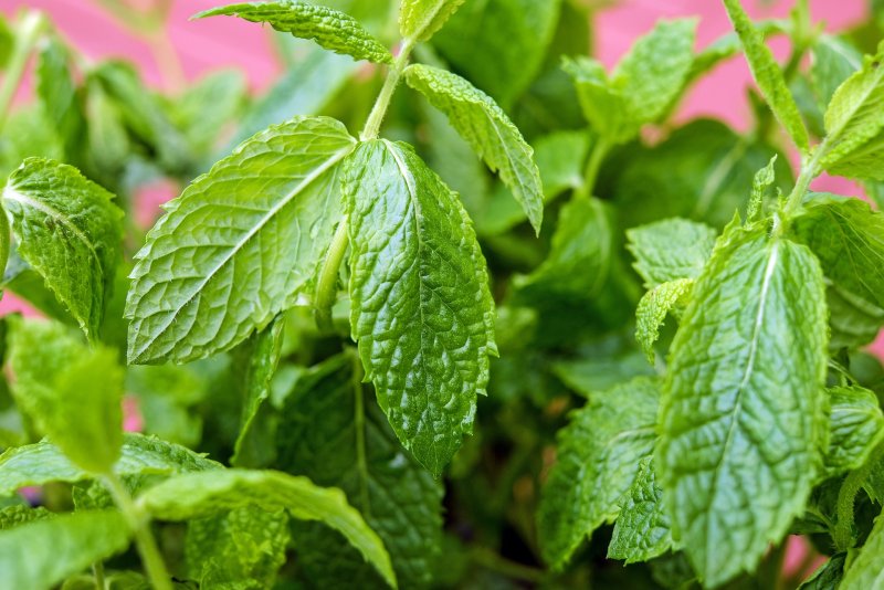 Мята перечная - Mentha piperita l.