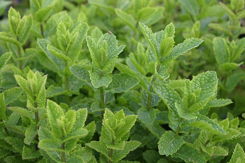 Мята Mentha spicata Moroccan