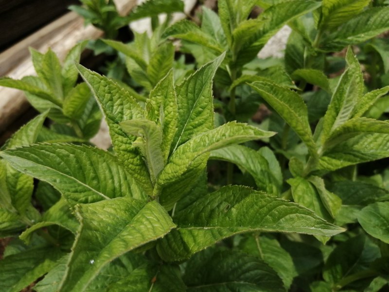 Mentha piperita (Peppermint) Leaf extract