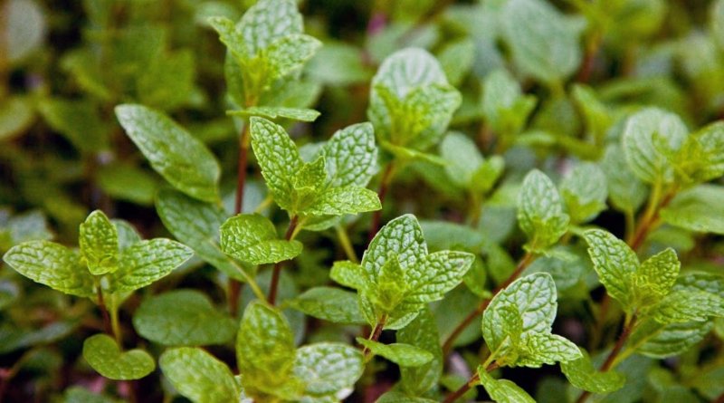 Mentha Mojito
