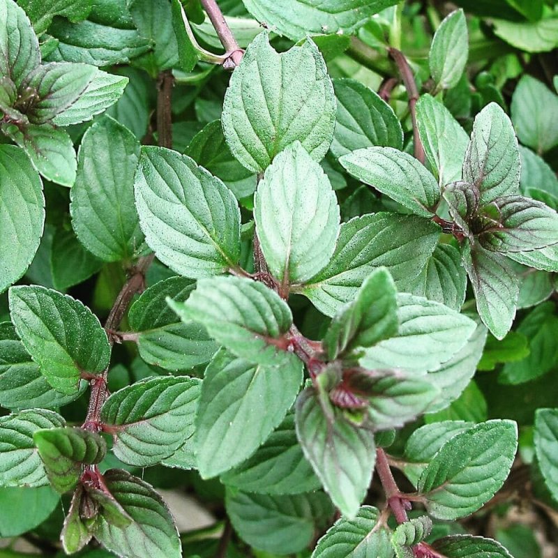 Мята шоколад / Mentha piperita Chocolate