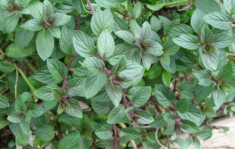 Мята Mentha Chocolate