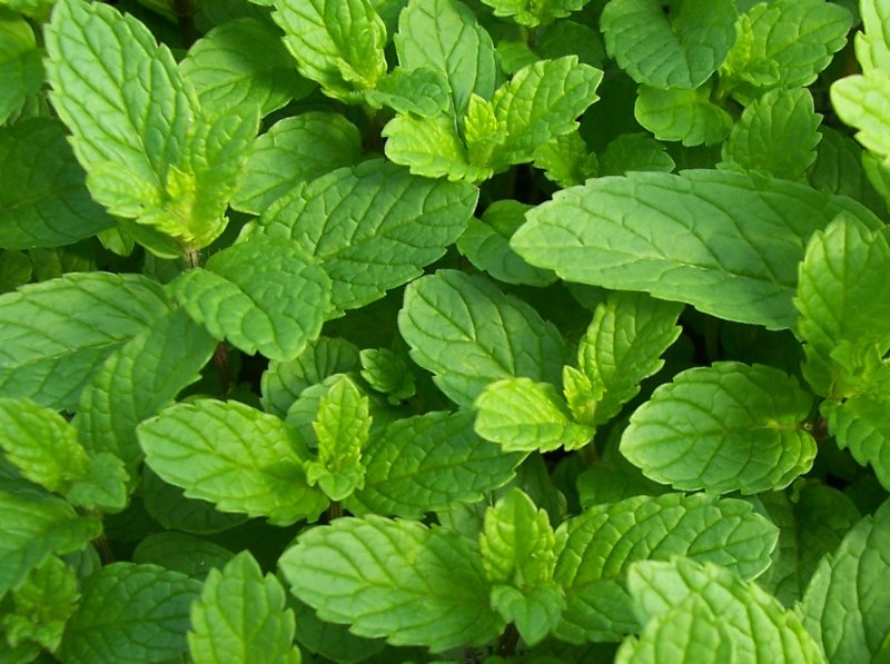 Spearmint растение
