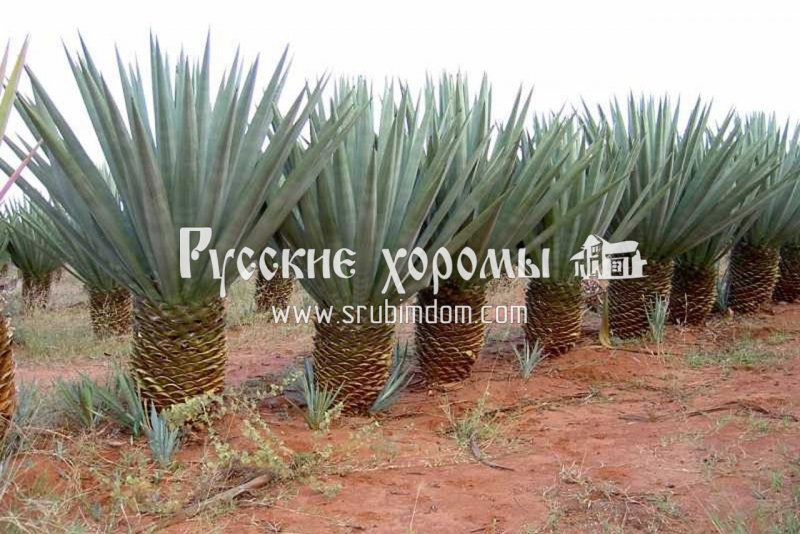 Сизаль растение (77 фото)