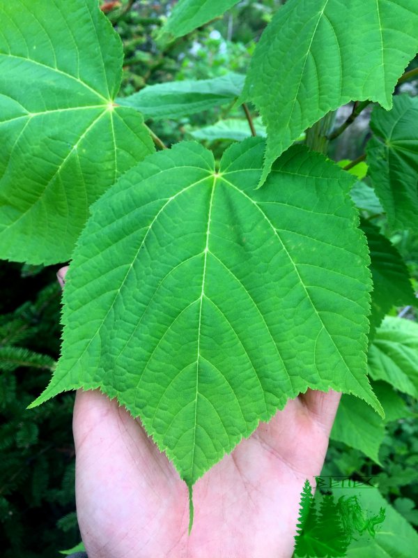 Клён Давида Acer davidii