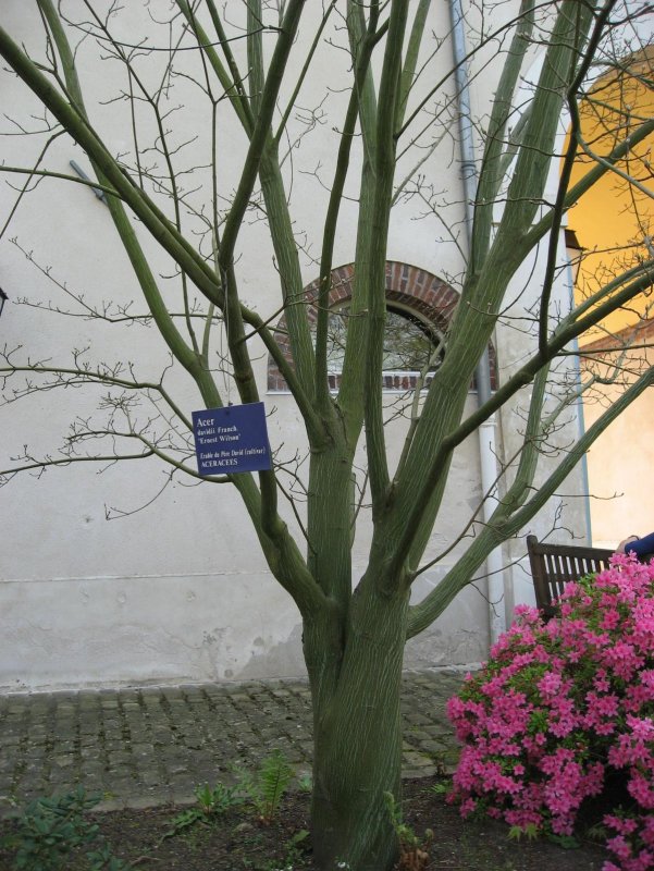 Клён Давида Acer davidii