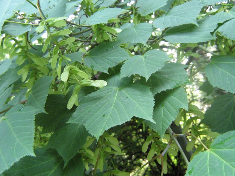 Acer Special of Liegeois