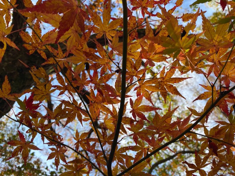Клен серебристый Acer saccharinum