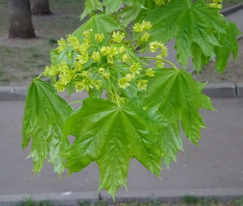 Acer ginnala