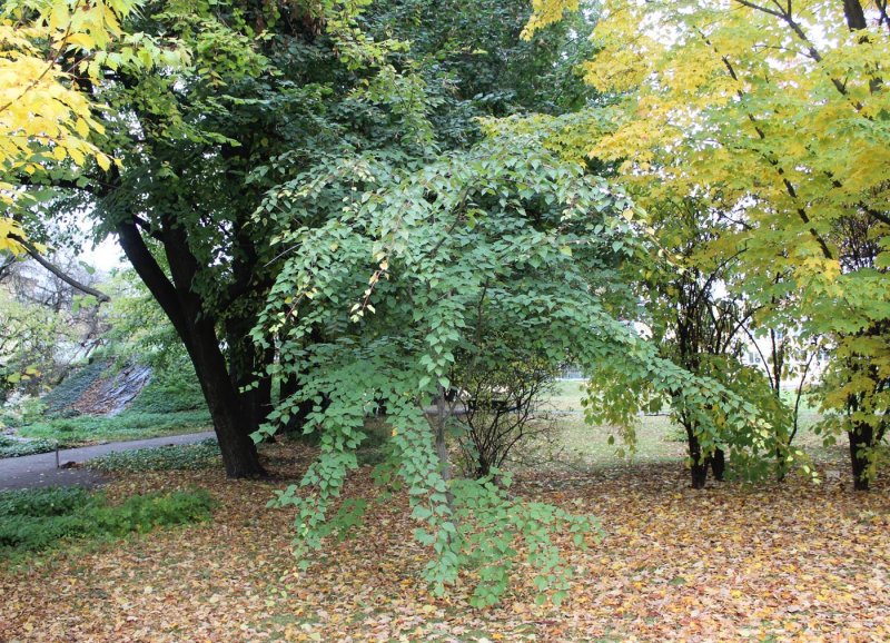 Клён (Acer davidii),